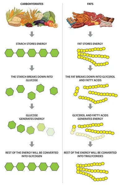 Углеводы и жиры — стоковый вектор