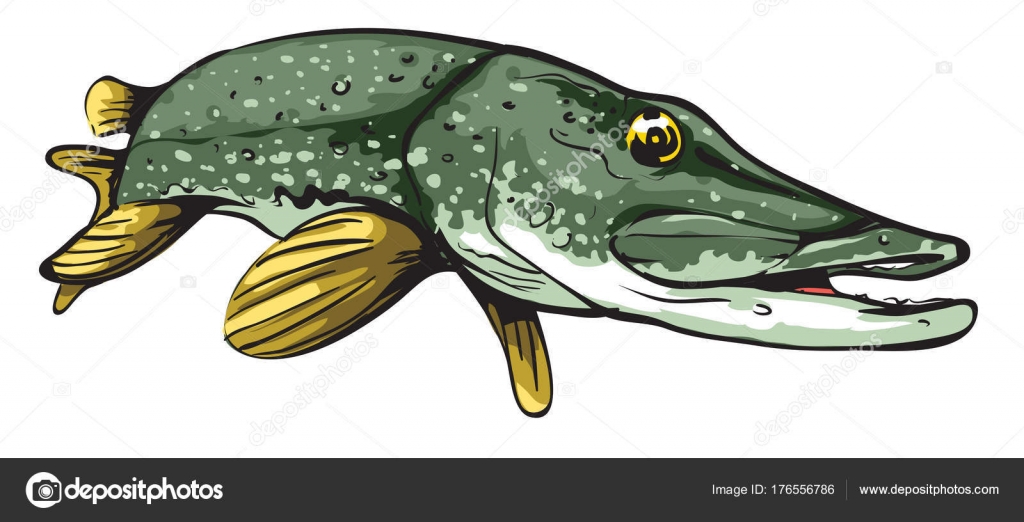 Свежая Щука Векторное Изображение ©Lukaves 176556786