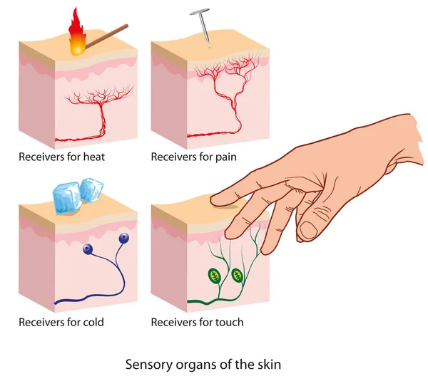 Smyslové orgány, kůže — Stockový vektor
