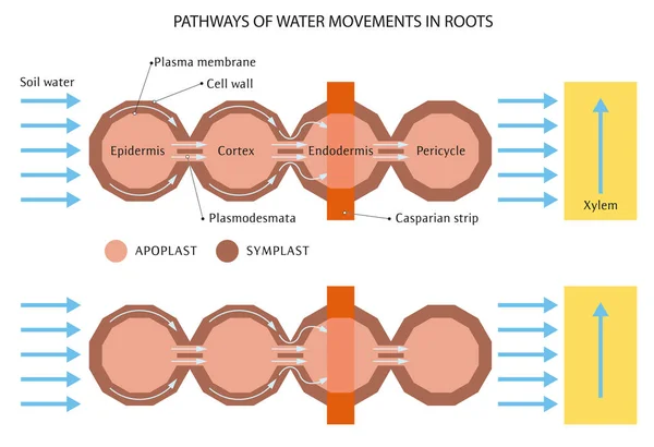 Movimiento del agua en las raíces — Archivo Imágenes Vectoriales