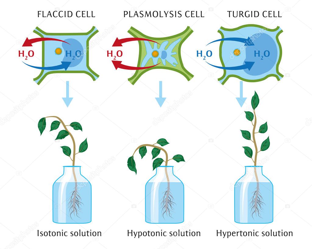 osmosis in plant cells
