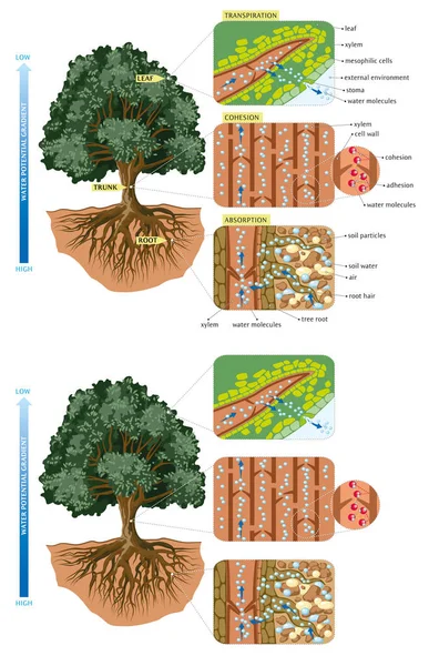 Mouvement des arbres de l'eau — Image vectorielle