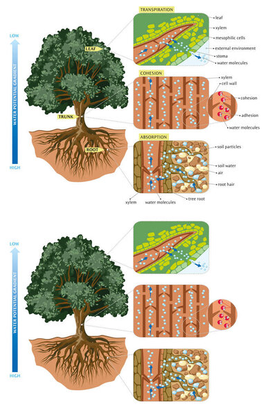 Tree-movement of water