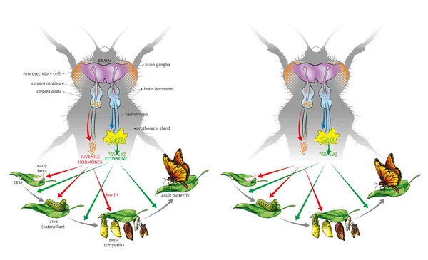 Borboleta - hormônios juvenis —  Vetores de Stock