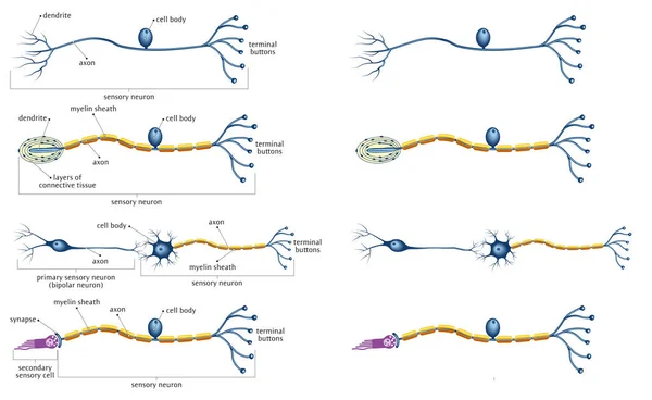 Neurone — Image vectorielle