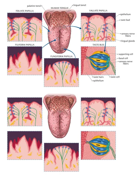 Human tongue-Taste buds — 스톡 벡터