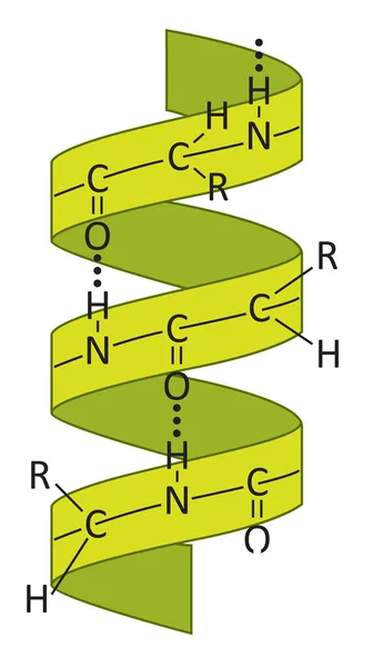 タンパク質の二次構造における共通のモチーフとしての ヘリックスのイラスト — ストックベクタ