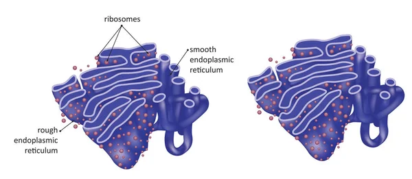 Illustrazione Del Reticolo Endoplasmatico Reticolo Endoplasmatico Ruvido Liscio — Vettoriale Stock