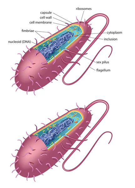 Illustration Der Typischen Bakterienzelle Bazillus Typ — Stockvektor