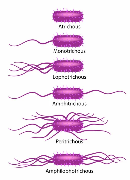 Schematisk Illustration Bakteriella Flagella Typer — Stock vektor