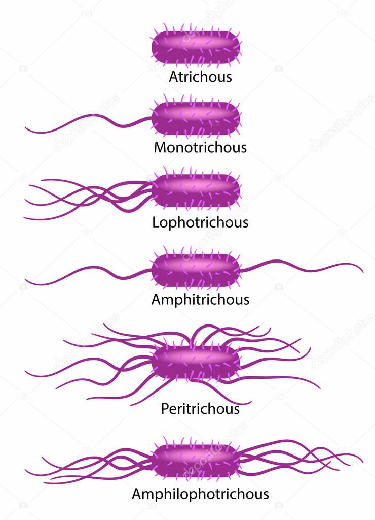 Schematic illustration of bacterial flagella types.