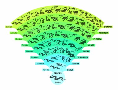 The hierarchy of biological classification's major taxonomic ranks (example of a snakes).  clipart
