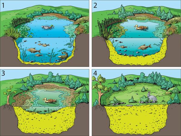 Иллюстрация четырех основных этапов преемственности общин в открытом пруду или болоте
.