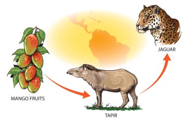 Güney Amerika 'daki besin zinciri örnekleri: mango meyveleri - tapir - jaguar.