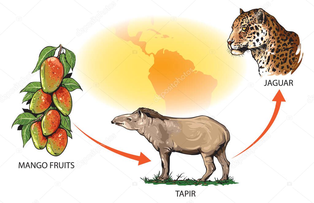 Example of food chain in South America: mango fruits - tapir - jaguar.