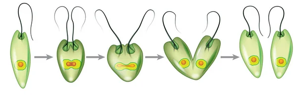 Σχηματική Απεικόνιση Των Σταδίων Της Πράσινης Διαίρεσης Euglena — Διανυσματικό Αρχείο