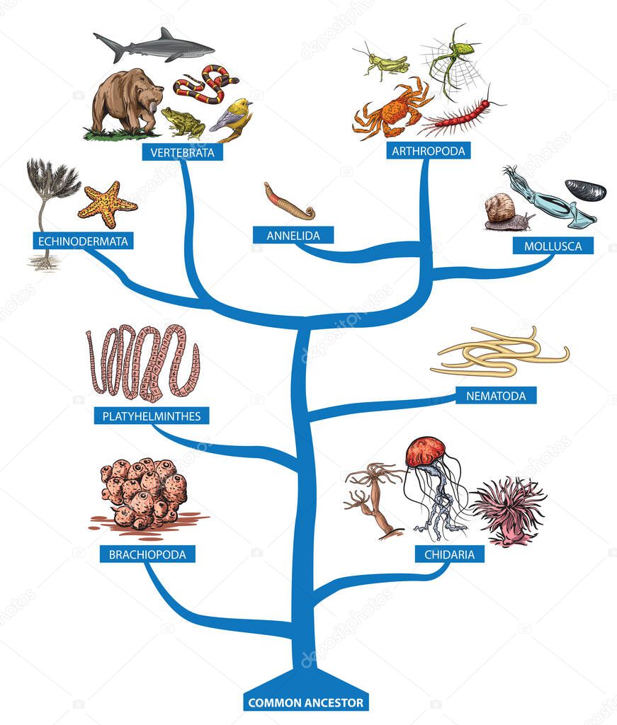 A tree of all kinds of invertebrates and vertebrates