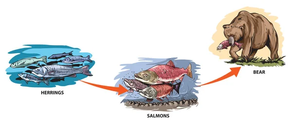 Contoh Ilustrasi Rantai Makanan Ikan Haring Salmon Beruang - Stok Vektor