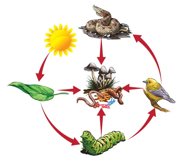 Ілюстрований Приклад Харчового Ланцюга Леви Гусениця Птах Змія — стоковий вектор