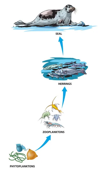 Ejemplo Ilustrado Cadena Alimentaria Fitoplancton Zooplancton Arenques Sello — Vector de stock