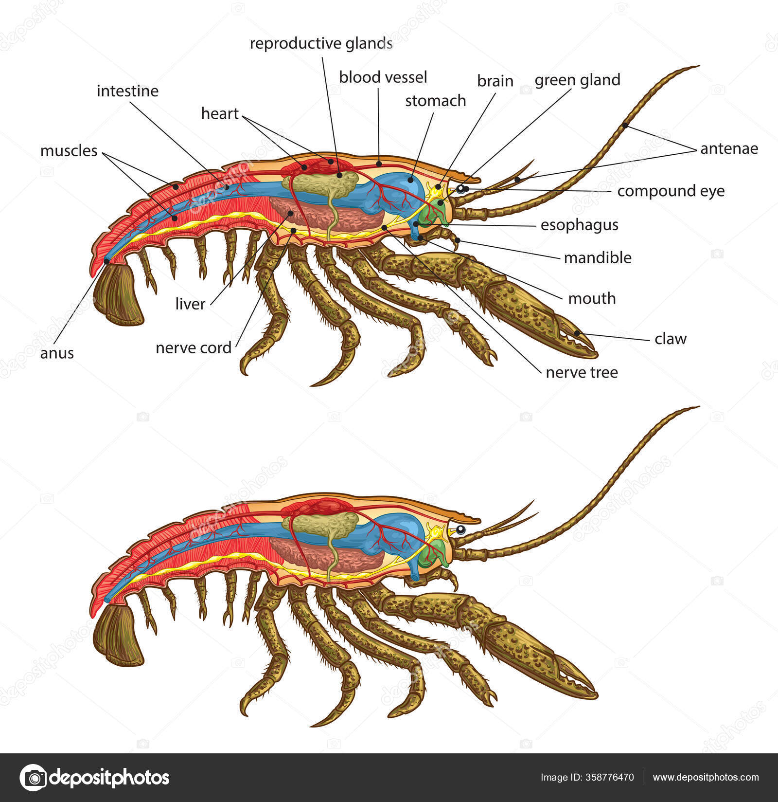 Illustration Internal Structure Lobster Stock Vector Image by ©Lukaves