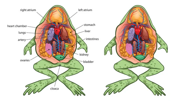 基本的なカエル解剖学のイラスト ベクターグラフィックス