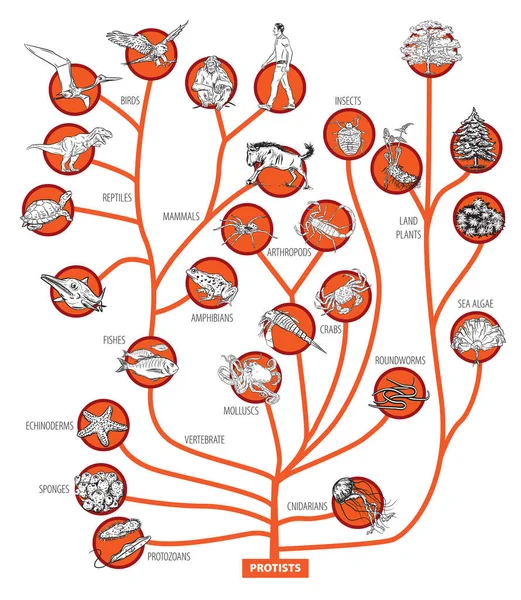 Иллюстрация Эволюционного Дерева Живых Существ — стоковый вектор