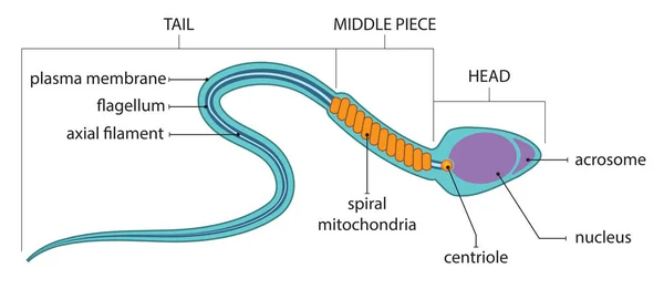 Ilustrace Anatomie Lidských Spermií — Stockový vektor