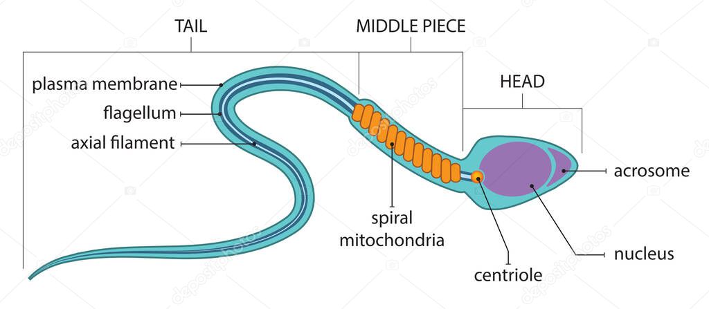 Illustration of human sperm cell anatomy.