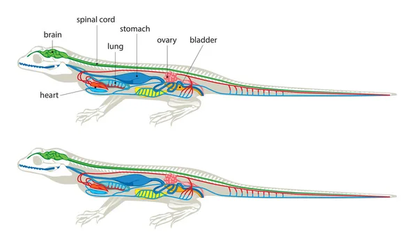 Illustration Förenklad Och Schematisk Anatomi Ödla — Stock vektor