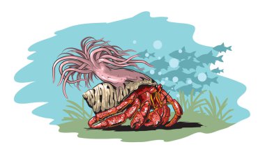 Deniz şakayığıyla münzevi yengecin resmi..