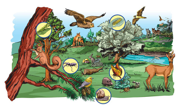 Illustration of food chain in forest for school excersise.