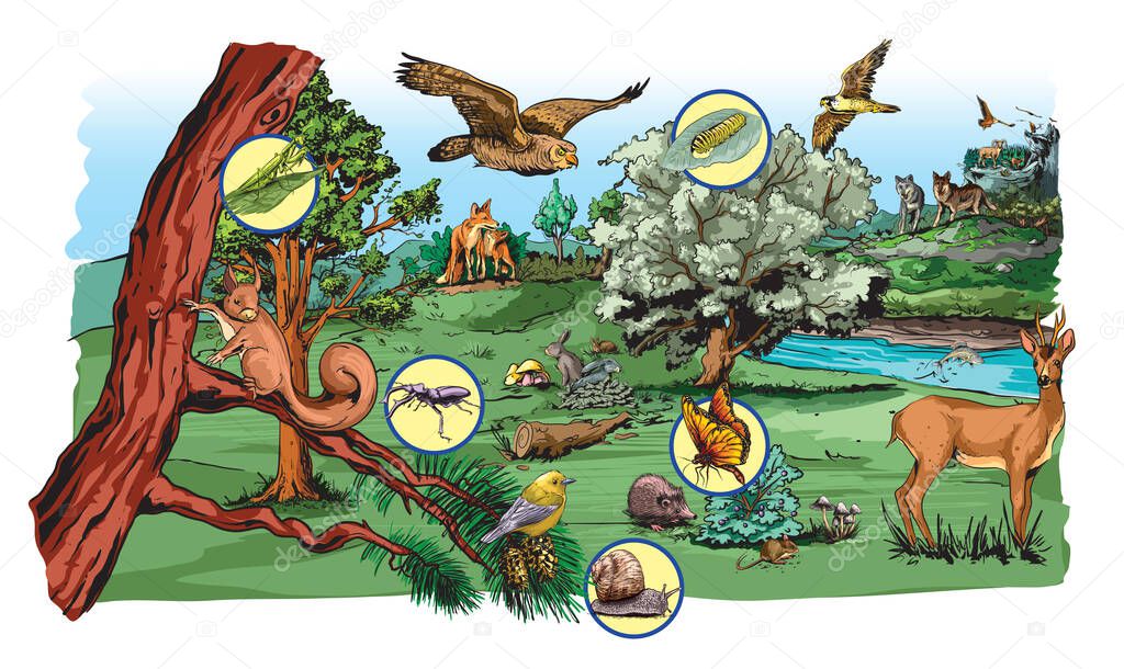 Illustration of food chain in forest for school excersise.