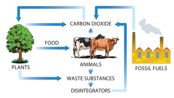 Schematisk Illustration Koldioxidcykeln Naturen — Stock vektor