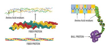 The illustration shows the fiber protein, the ball protein, and the amino acid residues that build them up. clipart