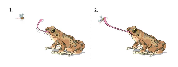 图例说明青蛙是如何用粘舌捕捉昆虫的 — 图库矢量图片