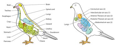 İllüstrasyon, dokuz hava kesesiyle temel güvercin anatomisini gösteriyor.
