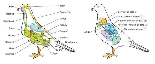 9つの空気袋と基本的な鳩の解剖学を示しています ロイヤリティフリーストックベクター