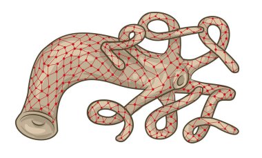 Illustration shows a mesh nervous system of hydra. clipart