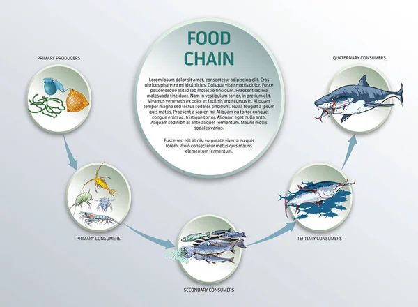 Plantilla Diseño Concepto Cadena Alimentaria Para Presentación Educación — Vector de stock