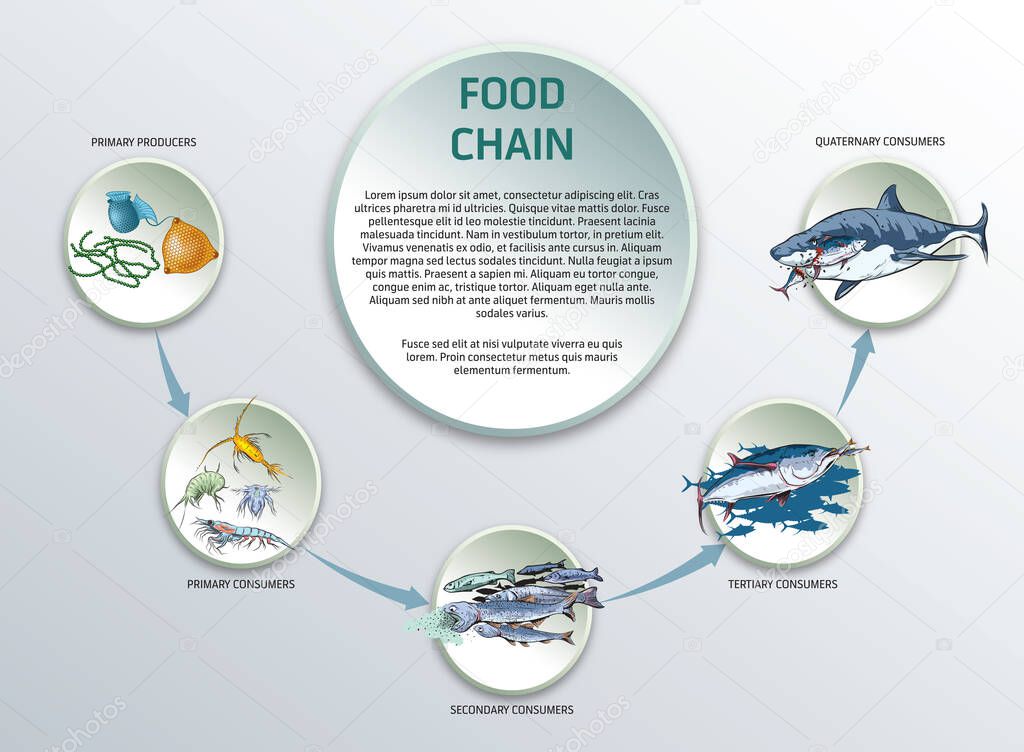 Food chain concept design template for presentation and education.