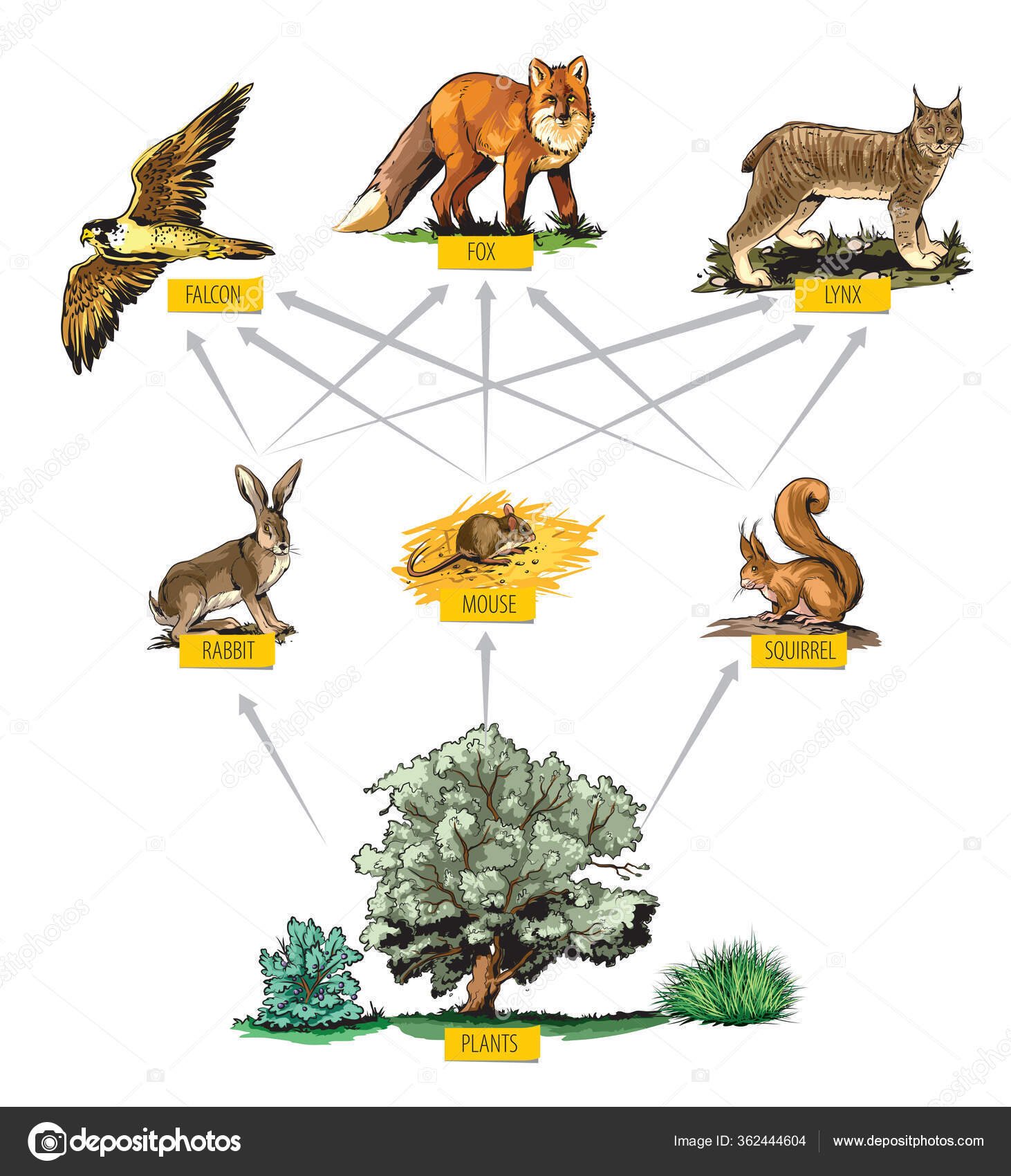 Illustrated Example Food Chain Forest Stock Vector Image by ©Lukaves