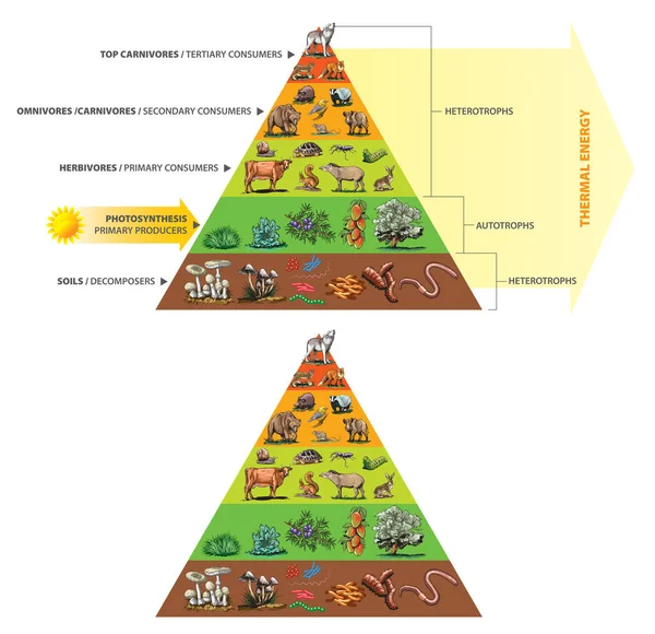 Illustratie Van Voedselketen Energiepiramide — Stockvector