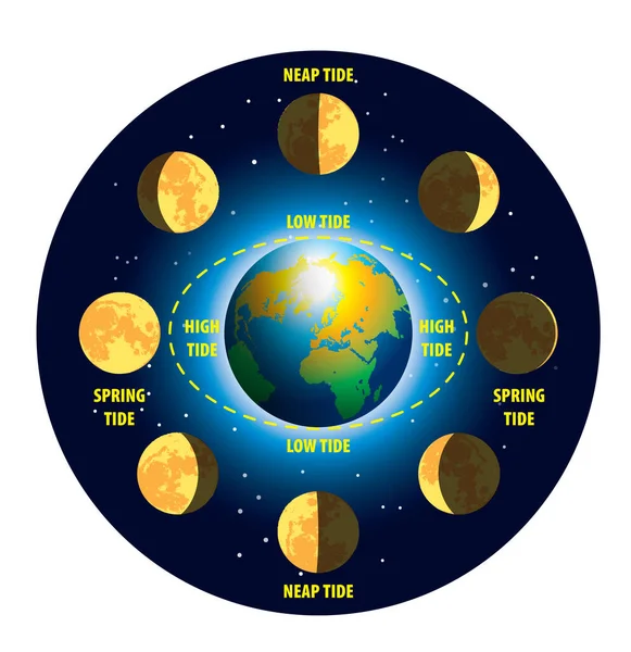 イラストは高と低潮を示しています 月と太陽によって行われる重力の複合効果と地球の回転によって引き起こされる海面の上昇と低下 ストックイラスト