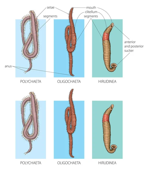 Illustrazione Mostra Tre Tipi Vermi Segmentati Annelidi — Vettoriale Stock