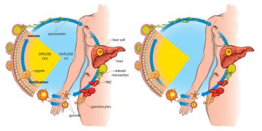 Plasmodium 'un yaşam döngüsü (sıtmanın nedensel faktörü)).