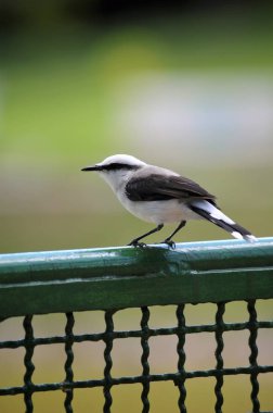 Izgara üzerinde küçük kuş