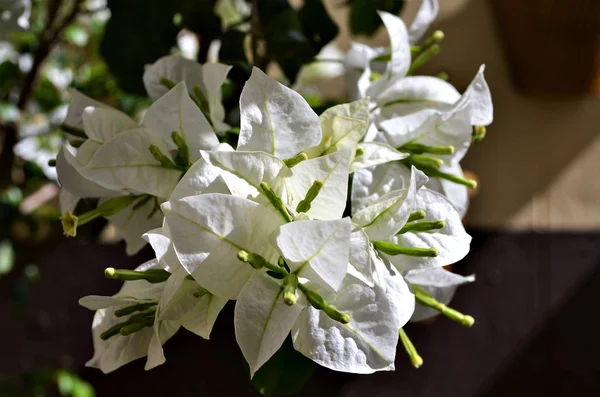 Schöne weiße Bougainvillea im Garten. — Stockfoto