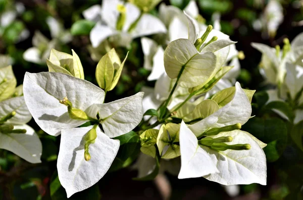 Schöne weiße Bougainvillea im Garten. — Stockfoto