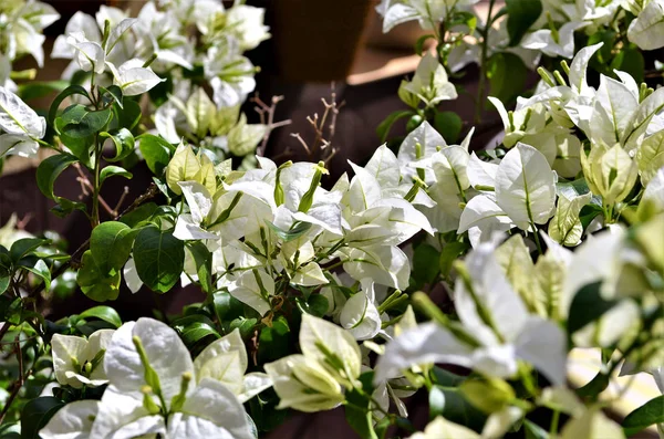 Schöne weiße Bougainvillea im Garten. — Stockfoto